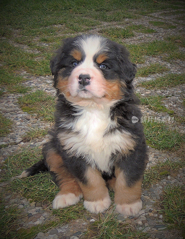 伯尔尼山犬(Berner Sennenhund)小狗喜欢大自然。